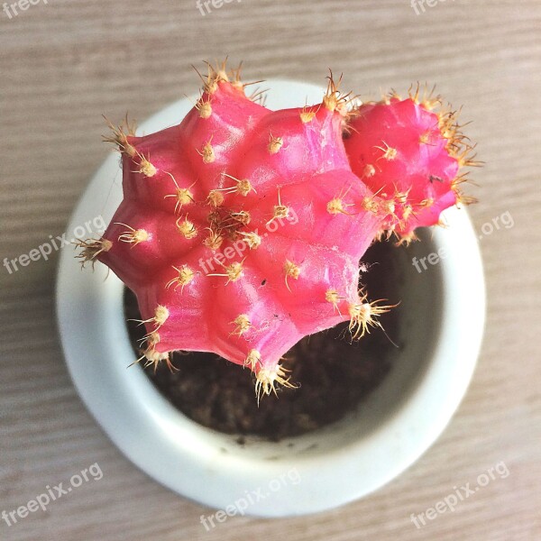 Cactus Hibotan Mooncactus Pink Plant