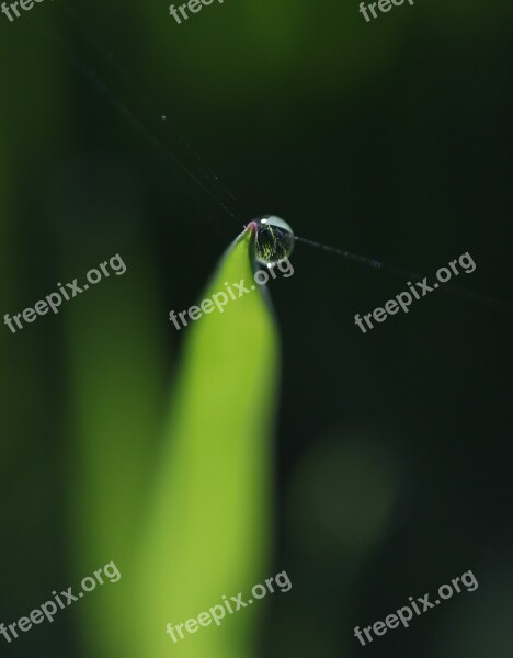 Grass Dew Green Drops Bokeh