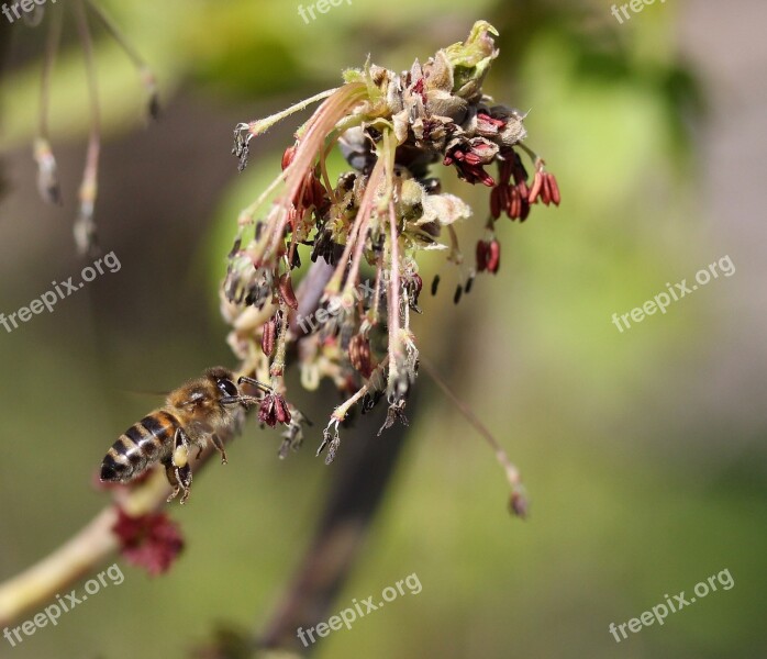 Bee Flight Pollination Insecta Nature