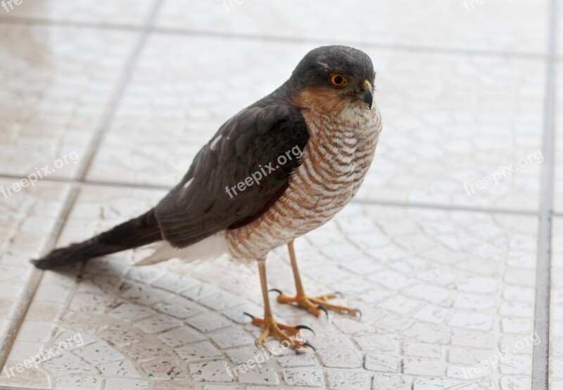 Bird Pen Nature Fauna Sparrowhawk