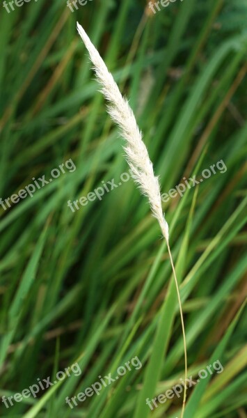 Cogon Grass Bladey Grass Grass Nature Growth