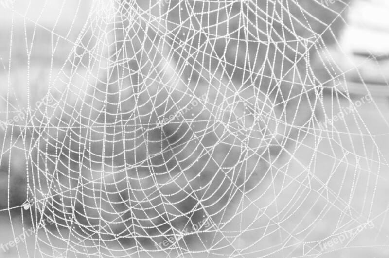 Spider Cobweb Case Arachnid Dew