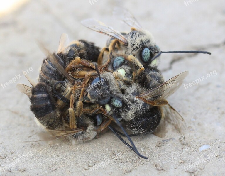 Bee Struggle Insecta Flight To Kill