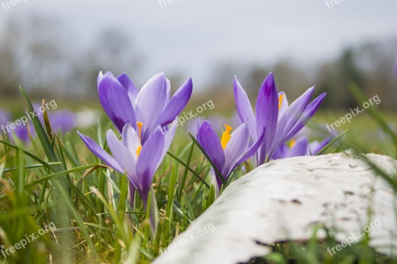 Nature Flower Plant Grass Flowers