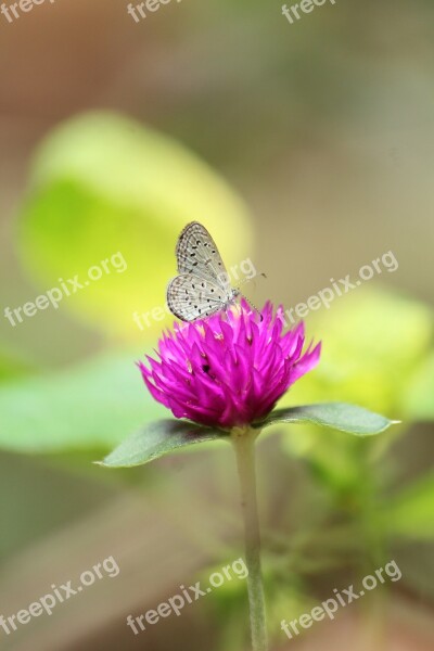 Nature Insect Butterfly Outdoors Flower