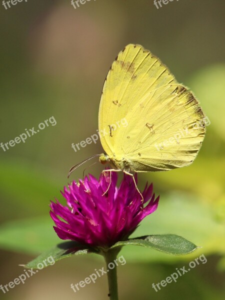 Nature Insect Butterfly Outdoors Flower