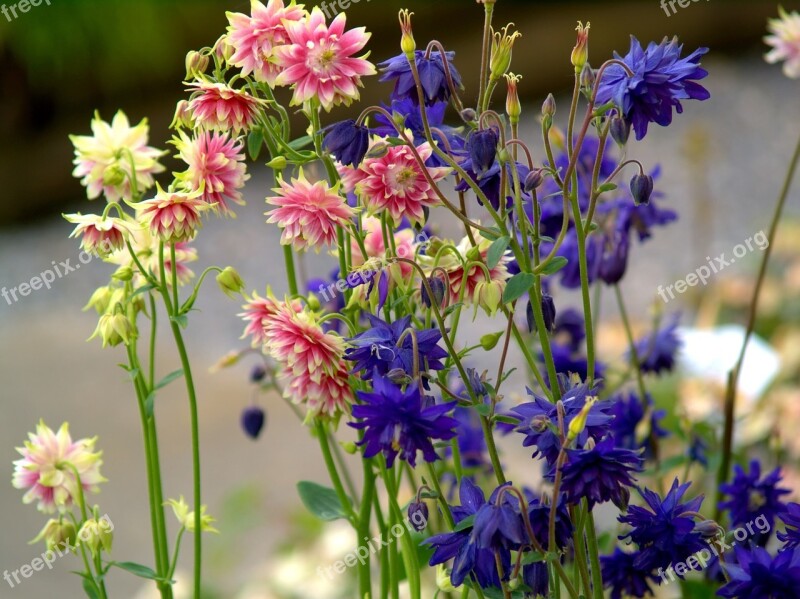 Flower Nature Plant Summer Field