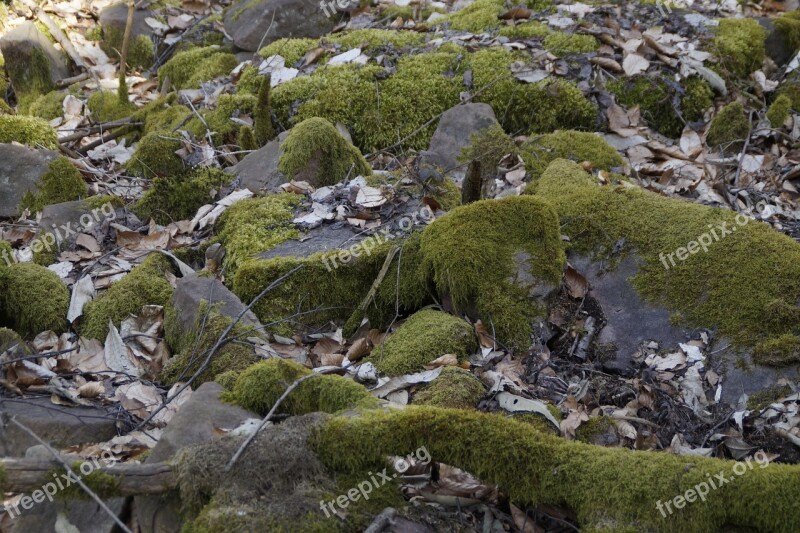 Nature Stone Forest Floor Moss Mossy