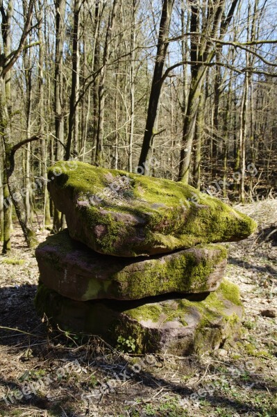 Nature Wood Tree Landscape Moss