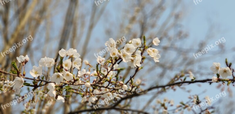 Quarter Wood Nature Season Flowers