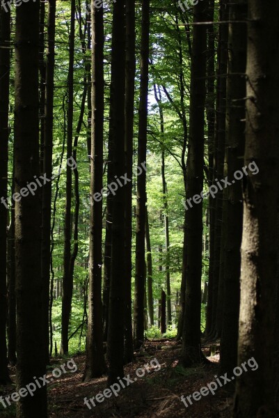 No One Nature Tree Landscape Coniferous