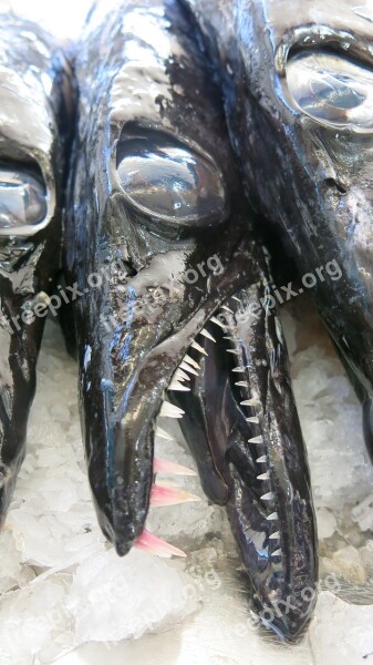 Fish Eye Tooth Scabbard Fish Slick