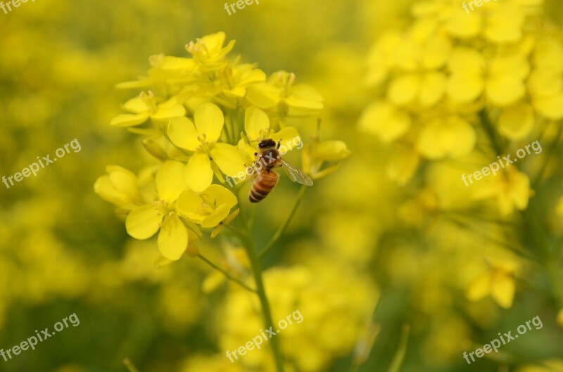 Nature Rape Plant Insect Free Photos