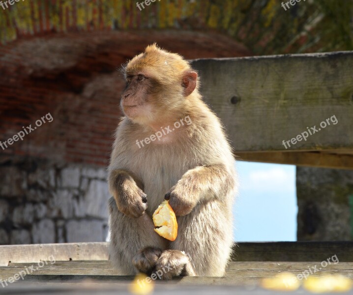 Barbary Ape Monkey Rock Gibraltar Free Photos