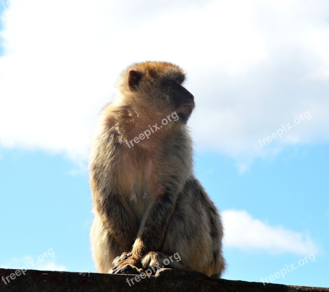 Barbary Ape Monkey Rock Gibraltar Free Photos