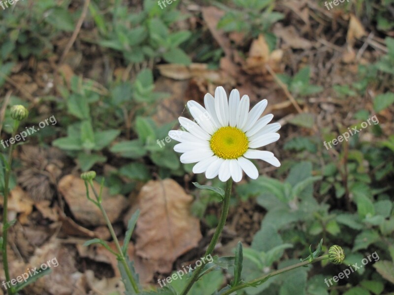 Nature Plant Flower Summer Leaf