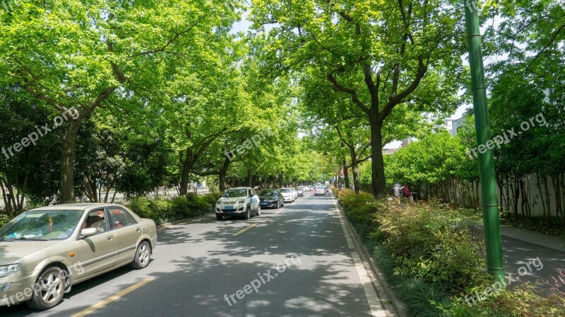 Tree Nature Wood Road Leaf