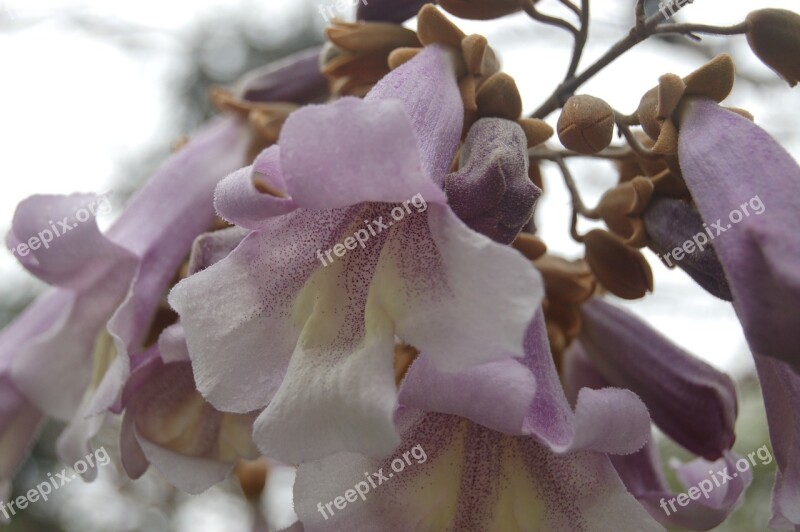 Flower Nature Garden Lovely Flowering Plants