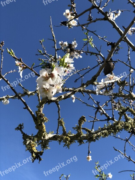 Tree Season Nature Sky Almonds