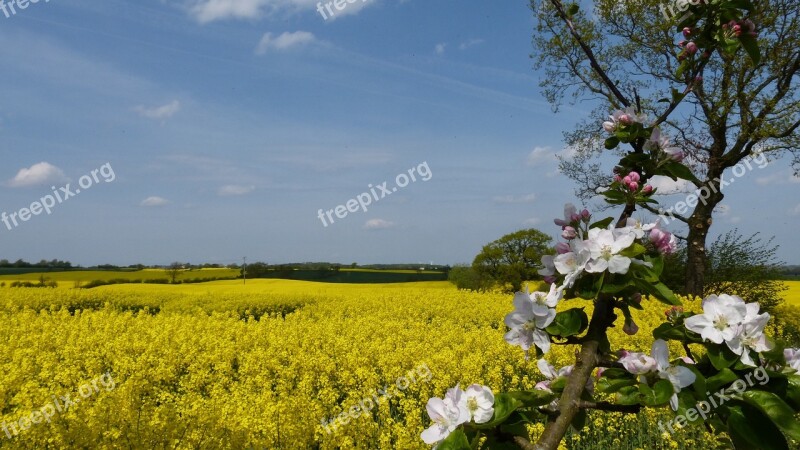 Agriculture Nature Field Flower Plant