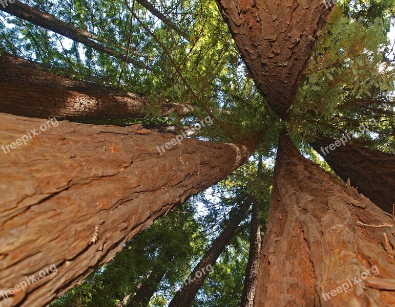 Tree Nature Outdoors Park Wood