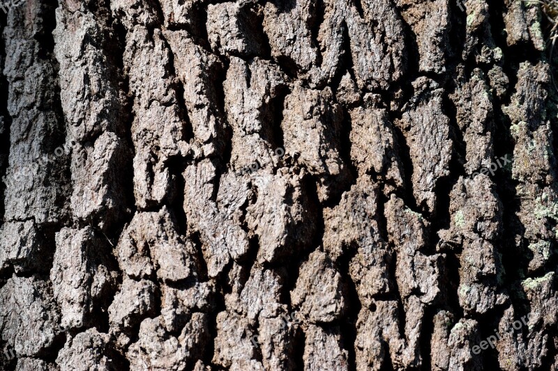 Tree Bark Tree Background Backdrop Pattern