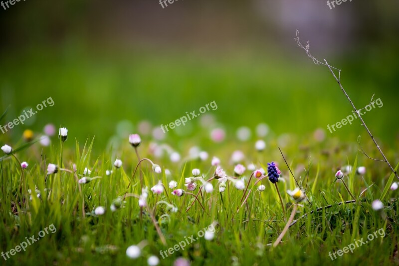 Grass Hayfield Field Nature Flora