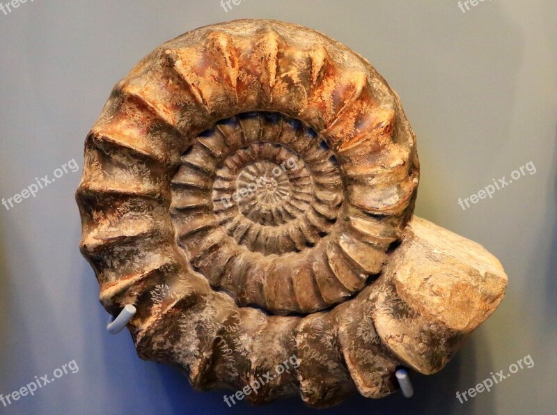 Ammonit Petrification Fossil Snail Shell