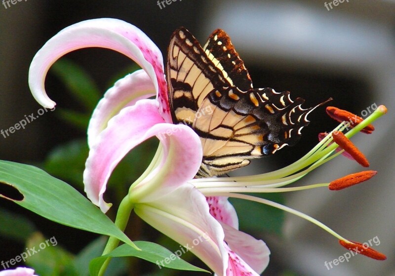 Lily Flower Nature Flora Beautiful