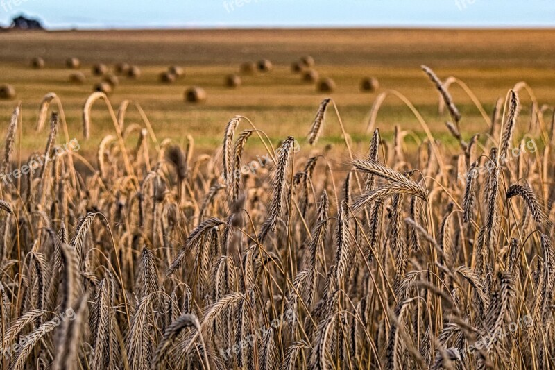 Nature Cornfield Wheat Harvest Field