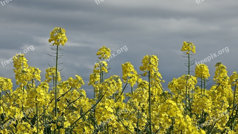 Agro-industry Field Flower Rapeseed Nature