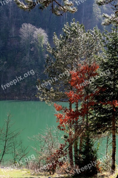 Tree Nature Current Season Landscape Lake