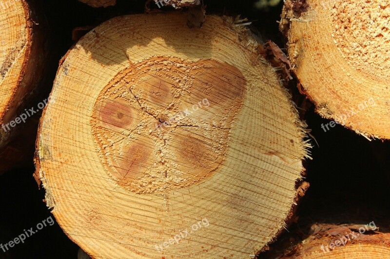 Tree Cross Section Cutting Round Texture