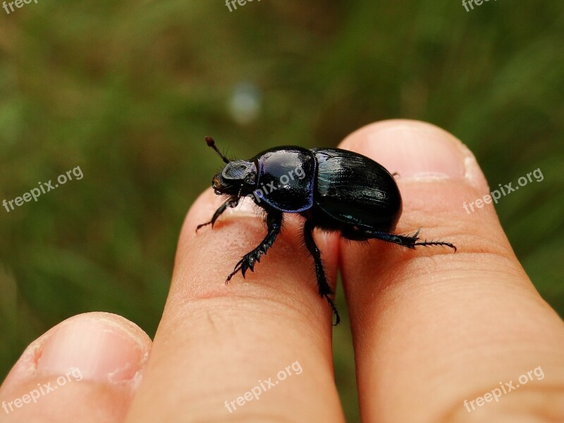 Nature At The Court Of Invertebrates No One Animals