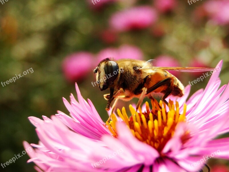 Nature Apiformes Insect Flower Pollen