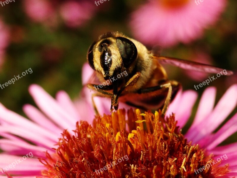 Nature Insect Pollen Pollination Flower