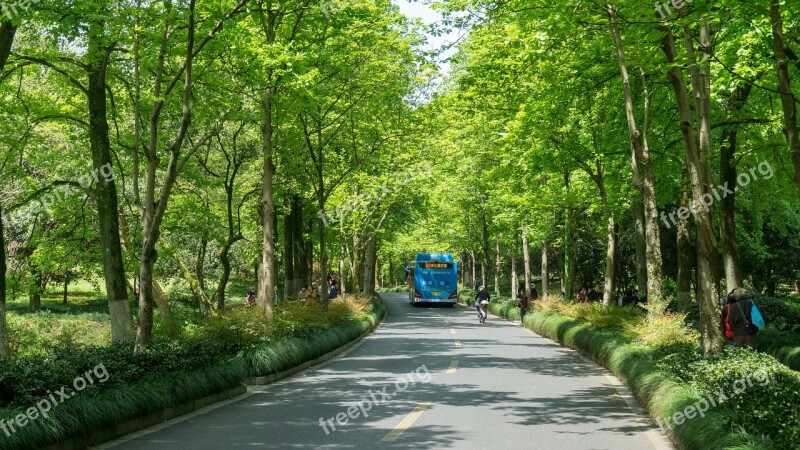 Wood Tree Nature Leaf Road