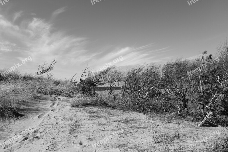 National Park Vorpommersche Boddenlandschaft Prerow Beach Wind