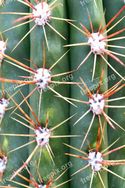 Cactus Thorn Sharp Juice Plant Move