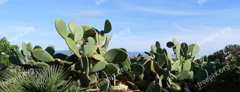 Cactus Pear Opuntia Ficus-indica Prickly Pear Sardinia Flora