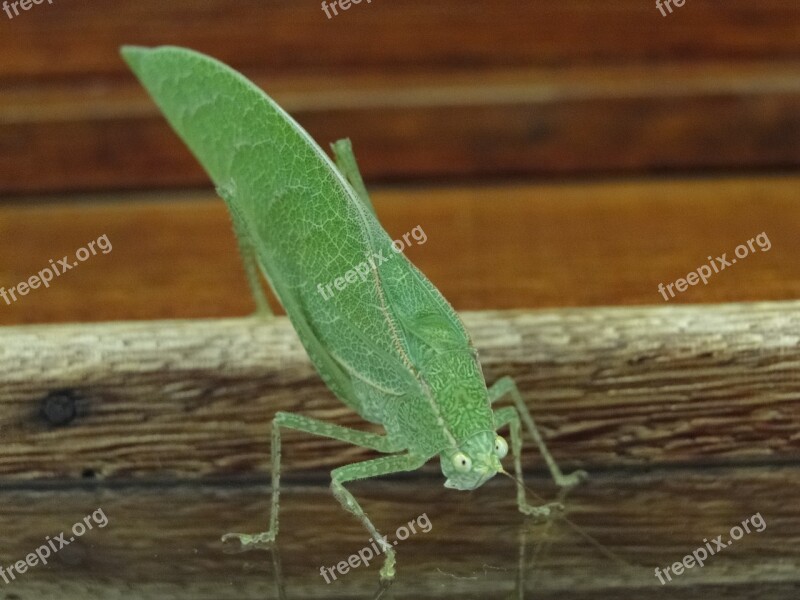 Wood Nature Of Wood Leaf No Person