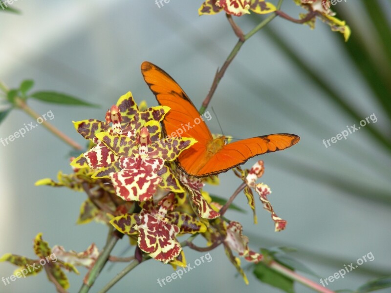 Nature Insect Flower Rhopalocera Outdoors