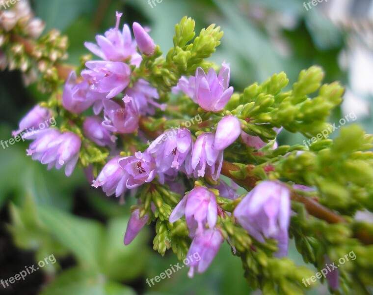 Nature Plant Garden Flowers Flowering