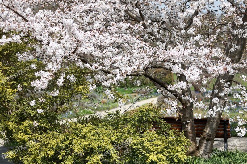 Tree Flower Cherry Wood Season Branch