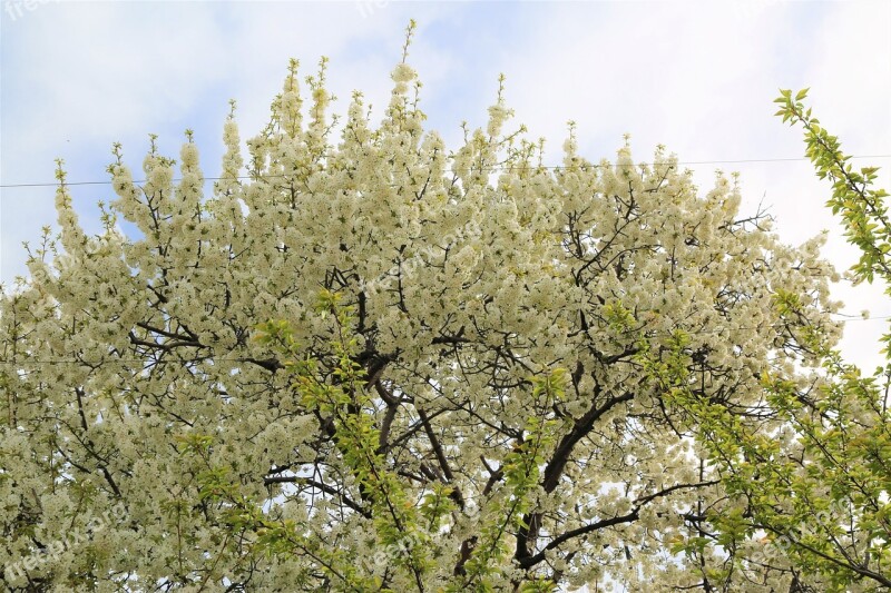 Tree Nature Ahlat Flower Plant