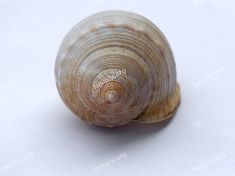 Spiral Exoskeleton Shell Seafood Snail