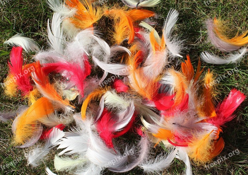 Feathers Colorful Spring Nature Color