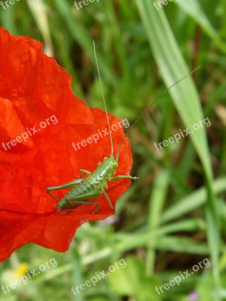 Grasshopper Green Grasshopper Insect Orthopteron Small