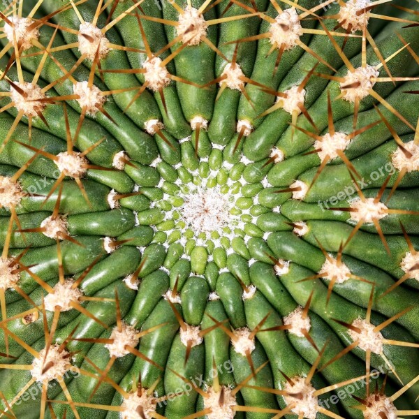 Cactus Barbed Juice Plant Thorn Sharp