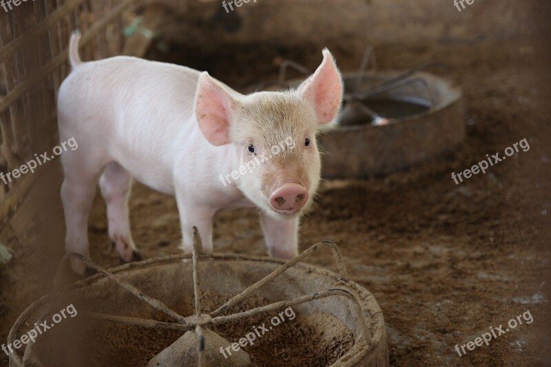 Pig Cute Animals Pigs Free Photos